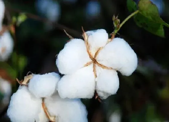 种植管理|棉花耐旱吗