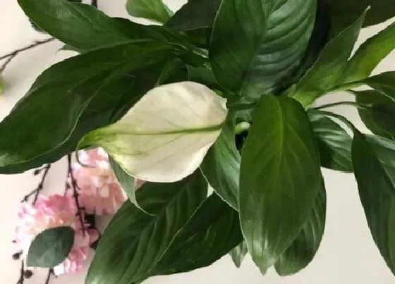 植物百科|白掌开花吗 开花什么样子