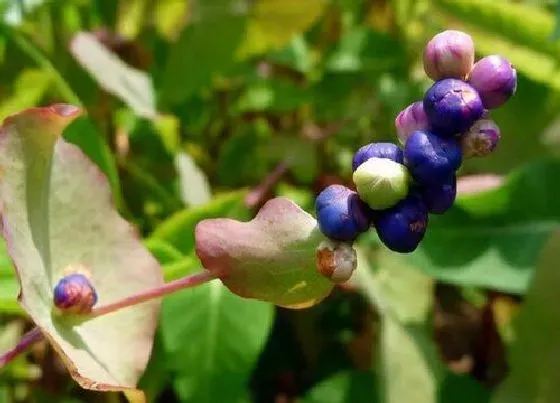 植物百科|杠板归生长在什么地方