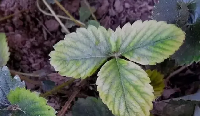 植物百科|铁元素对植物的作用