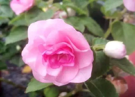 植物百科|凤仙花是什么植物
