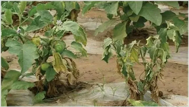 茄子苗期需要注意问题 | 养殖技术