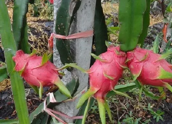 种植百科|火龙果栽种方法和注意事项