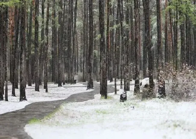 冬天植物|黑龙江漠河下雪了 你是不是还在吹空调