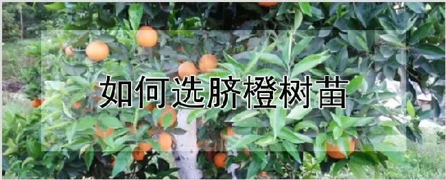 如何选脐橙树苗 | 自然知识