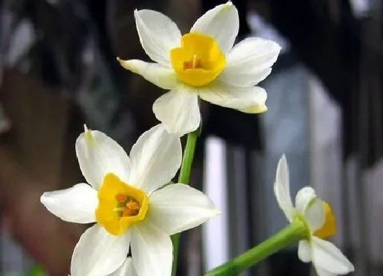 花语|水仙花语及代表意义