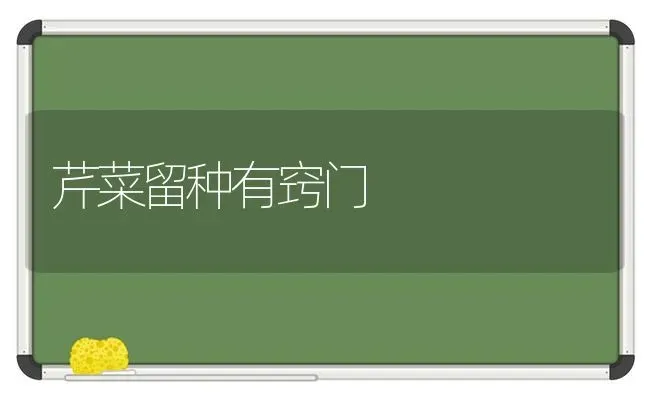 芹菜留种有窍门 | 蔬菜种植