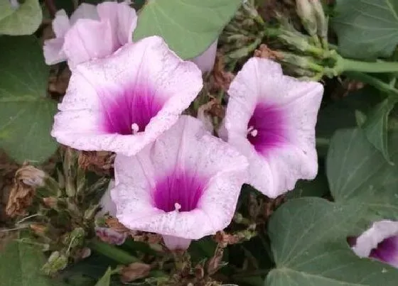 植物百科|白薯开花吗 在什么条件下会开花