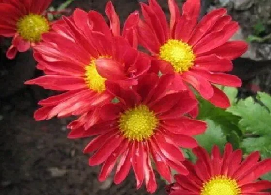 颜色花|小雏菊有什么颜色