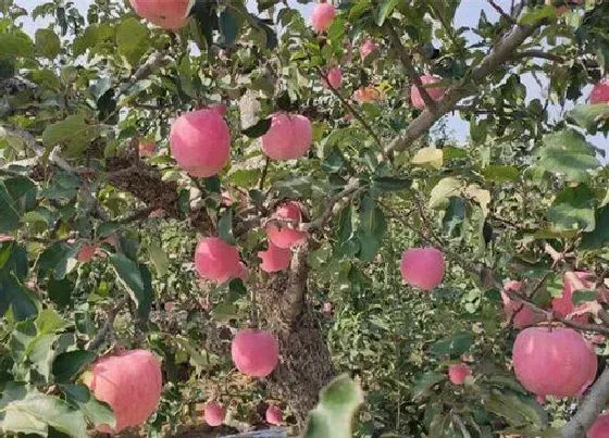 摆放风水|家里种苹果树好不好