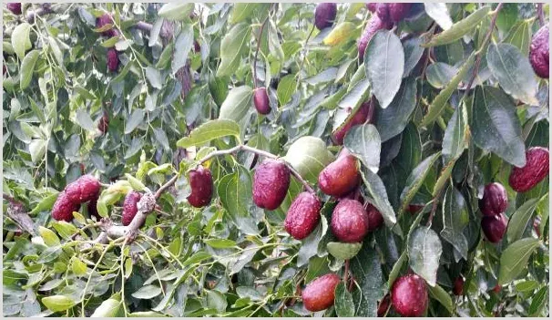提高红枣产量需要掌握的种植管理技巧有哪些？ | 养殖技术