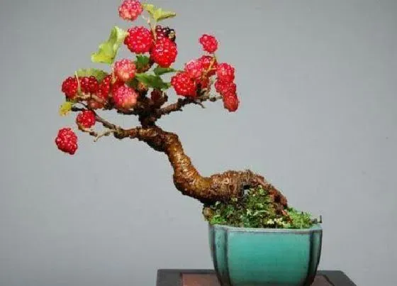 种植位置|桑葚可以种在院子里吗