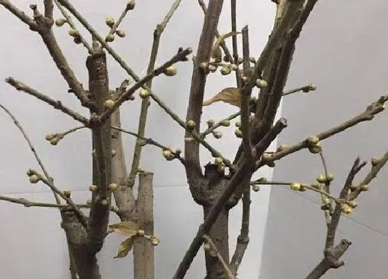 花朵诊疗|腊梅不开花怎么办