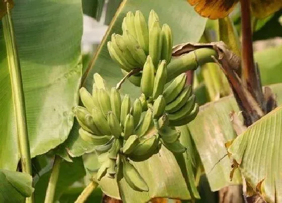 植物百科|香蕉生长在什么地方