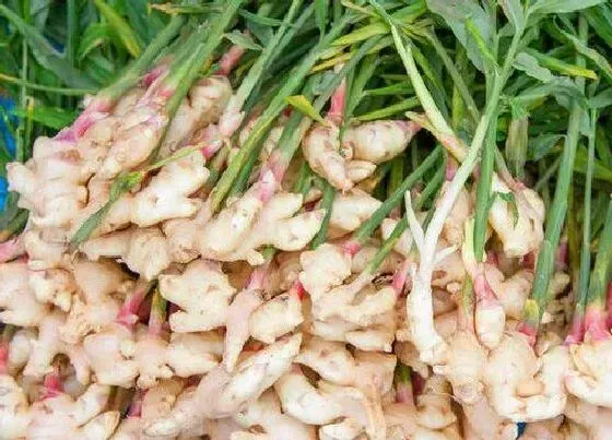 种植管理|生姜的生长周期是多长时间