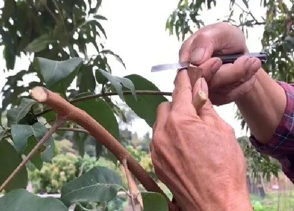 植物发芽|龙眼芽接最佳时间和技术方法