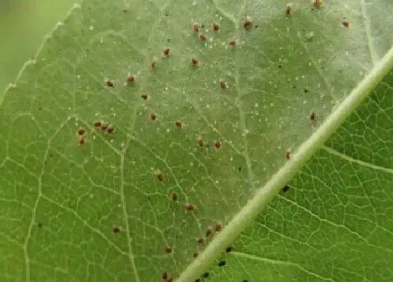 植物虫害|樱桃病虫害防治技术与方法措施