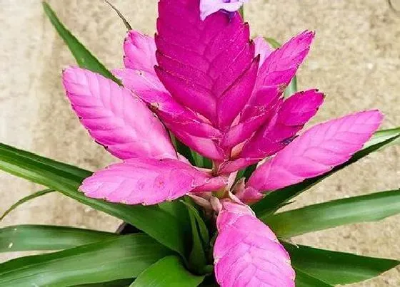 开花时间|铁兰什么时候开花 一年开几次花