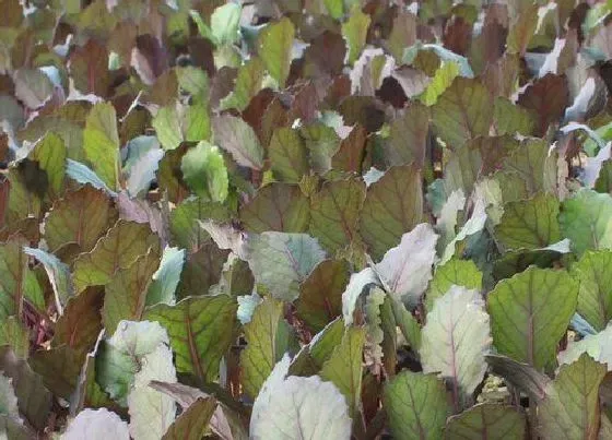 植物播种|紫甘蓝什么时候播种合适