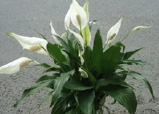 植物百科|白掌开花吗 开花什么样子