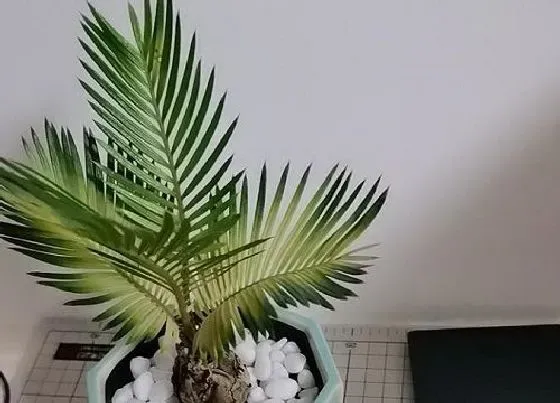 植物百科|铁树耐阴吗