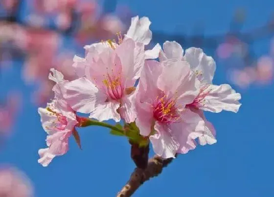 植物排行|樱花树什么品种最好