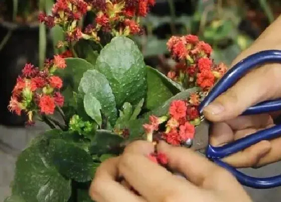 植物修剪|长寿花什么时候修剪最合适 长寿花修剪时间和方法