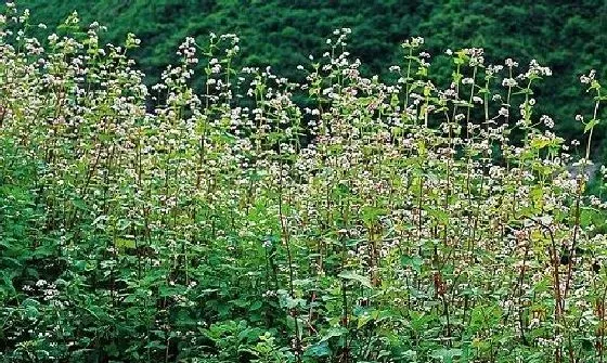 植物百科|荞麦和苦荞一样吗 是同一种东西吗[区别]