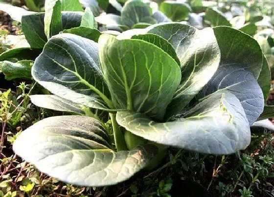 果实成熟|青菜多久成熟 生长期一般要多少天