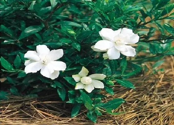 种植土壤|栀子花可以地栽吗