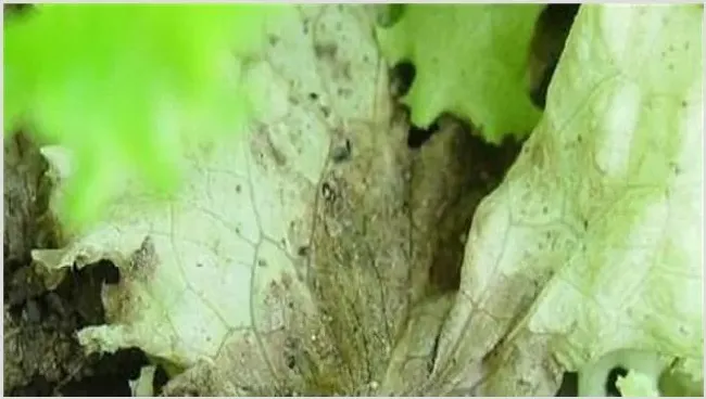 生菜灰霉病的防治方法 | 种植施肥