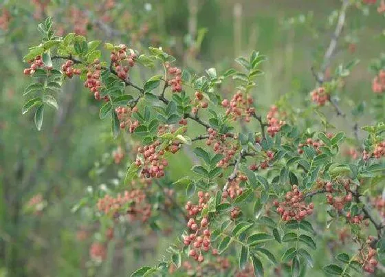 植物修剪|花椒什么时候剪枝合适