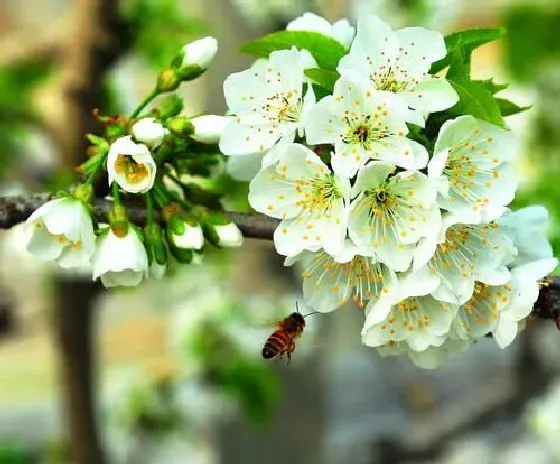 开花时间|樱桃树一年开几次花 花期多长时间