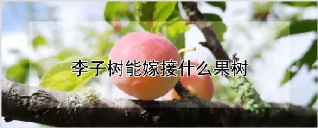 李子树能嫁接什么果树 | 养殖技术