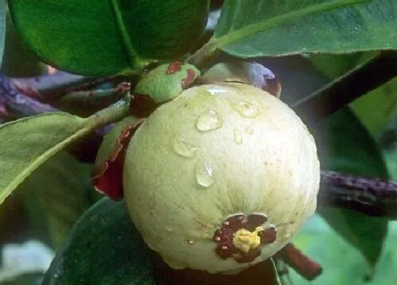 种植管理|广西可以种山竹吗