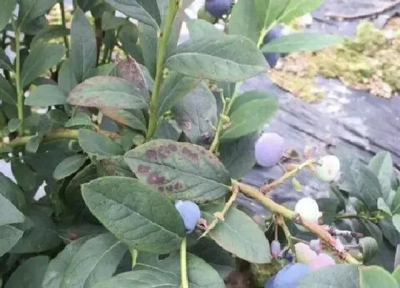 叶子发黑|蓝莓叶子有黑斑怎么回事