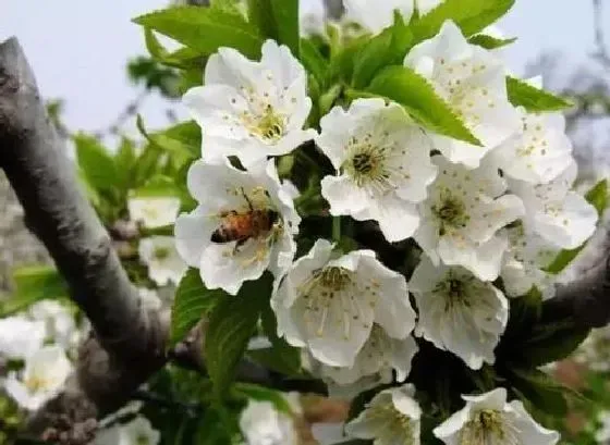 开花时间|樱桃树一年开几次花 花期多长时间