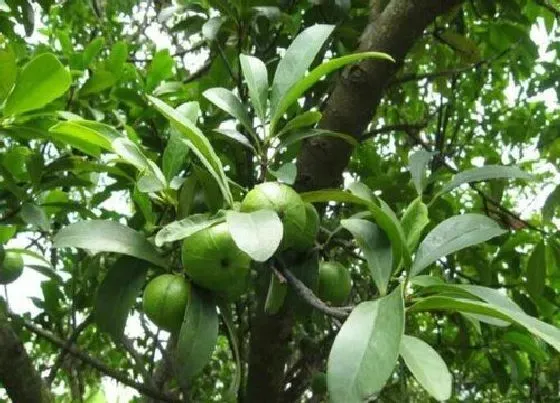 种植管理|广西可以种山竹吗