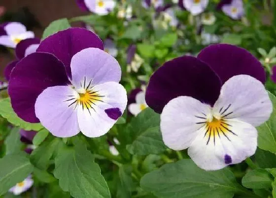 花语|什么花的花语是囚禁