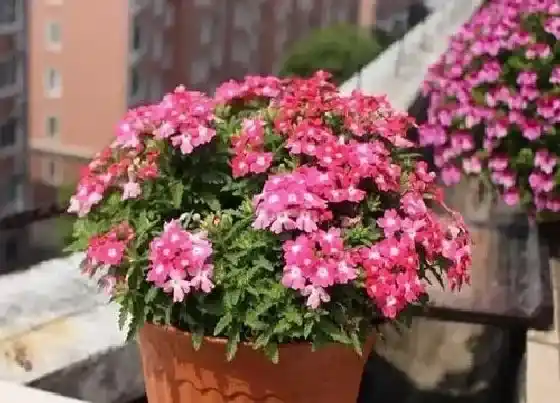 植物播种|美女樱什么时候播种合适