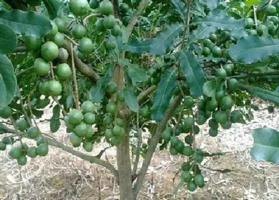 植物修剪|澳洲坚果修剪最佳时间