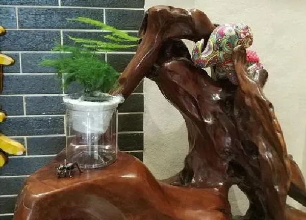 植物浇水|文竹什么时间浇水好 浇什么水最好长得快