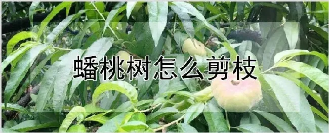 蟠桃树怎么剪枝 | 养殖技术