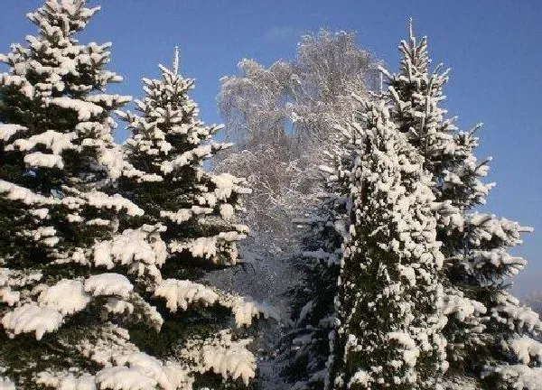 植物移栽|雪松什么时候移栽最好