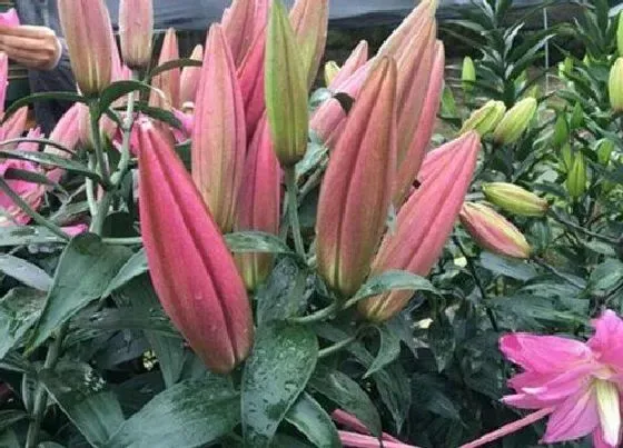 植物香味|重瓣百合有香味吗 对人体有害吗