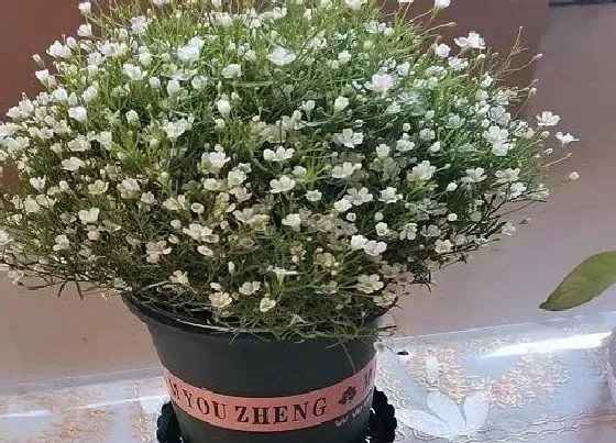 种植管理|满天星几月份种植最好 适合什么时候种植