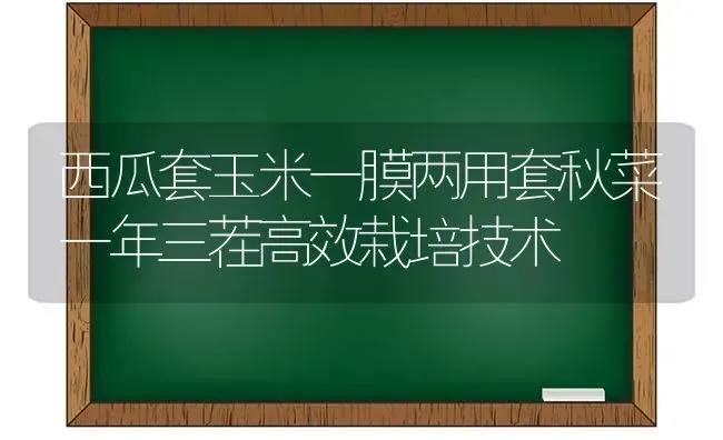 西瓜套玉米一膜两用套秋菜一年三茬高效栽培技术 | 粮油作物种植