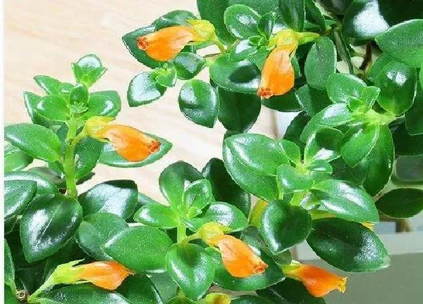 养殖方法|金鱼花怎么养才能开花多