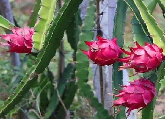 植物寓意|火龙果象征着什么意义 代表什么祝福寓意