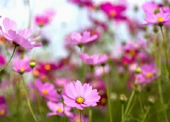 颜色花|小雏菊有什么颜色